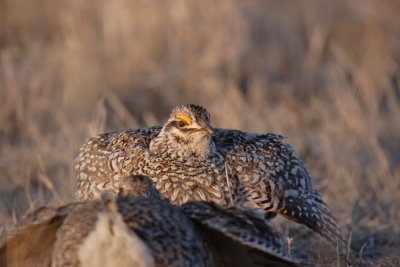 sharptail34.JPG