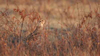 sharptail4.JPG