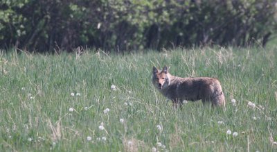 coyote.jpg