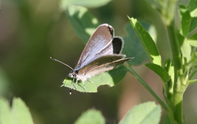 insects