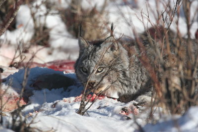lynx1.JPG