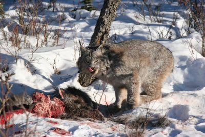 lynx3.JPG