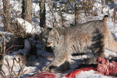 lynx4.JPG