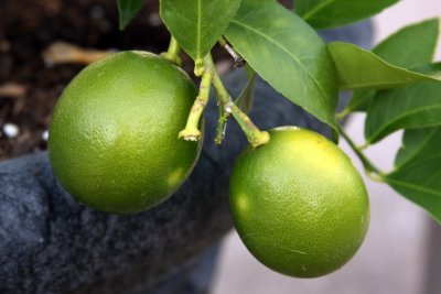 Picked the first lime from my tree today!  Much sweeter than in the grocery!