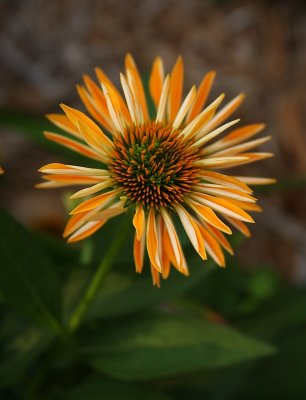 Echinacea 'Harvest Moon' unfurling it's petals (there are two)