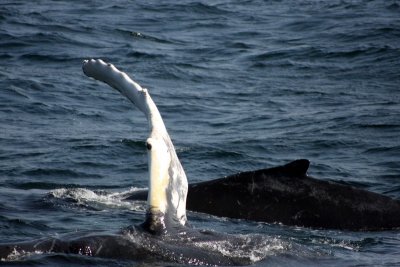 Being playful, waving to us :)