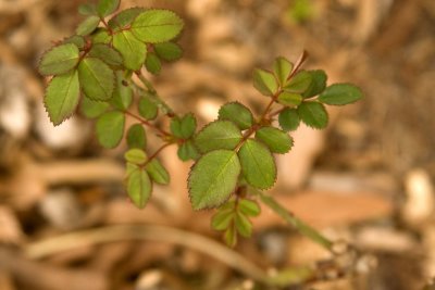 Rosa 'Shakespeare' new growth