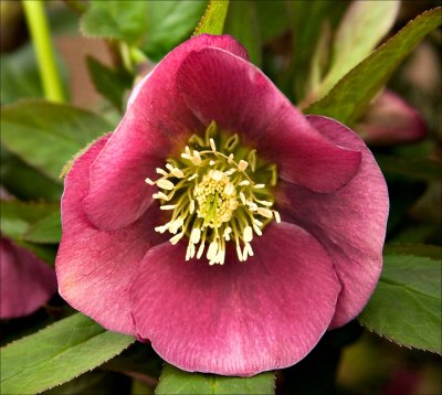 Hellebore 'Lady' series