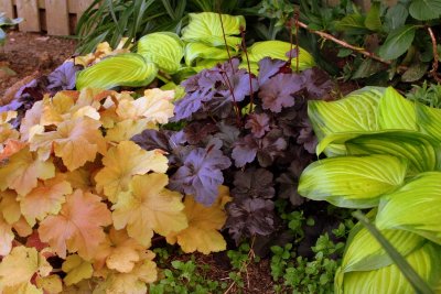 Orangey colored heucheras help with fall color