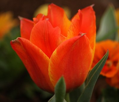 Tulip 'Cape Cod'