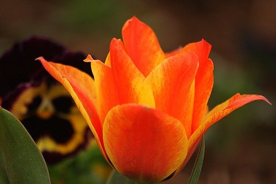 Tulip 'Cape Cod'
