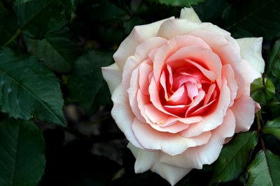 Rose 'Apricot Nectar'
