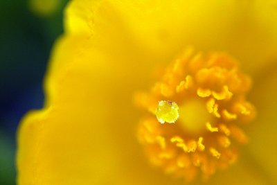 Woodland poppy