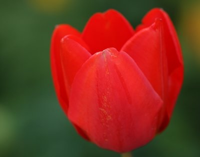 Lone red tulip