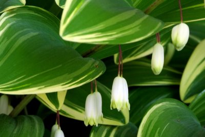 Solomon's seal