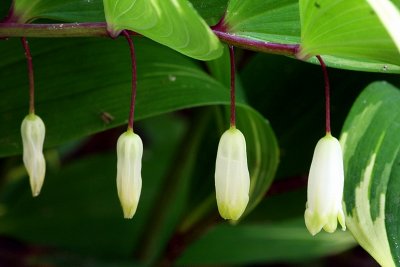 Solomon's seal:  four stages of bloom