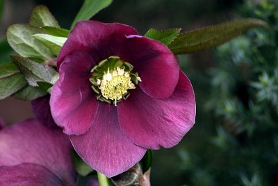 Helleborus