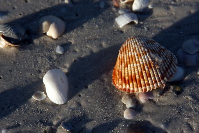 Shells in the early morning