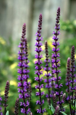 Salvia 'Caradonna'