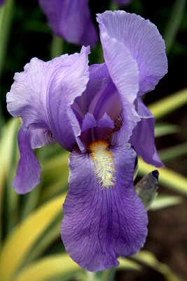 Variegated iris 'Aurea' (did you know these smell like grape gum?)