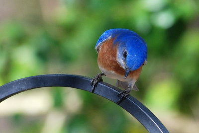 Eastern Bluebird