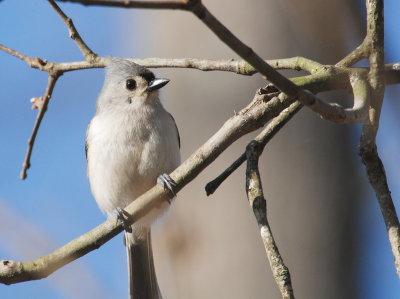 Tufted Titmouse