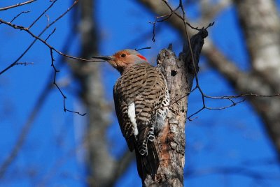 Backyard Birds