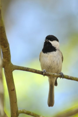 Carolina Chickadee