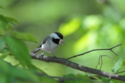 Carolina Chickadee