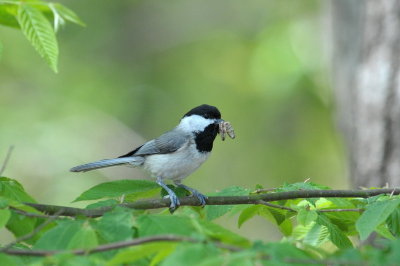 Carolina Chickadee