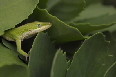 Green Anole