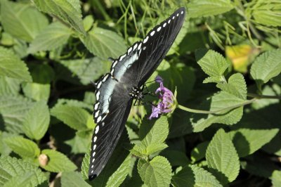 Butterflies