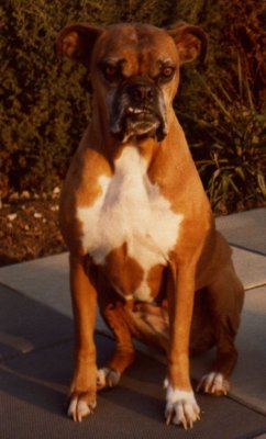 Mitzy a fine upstanding looking Boxer...LOL