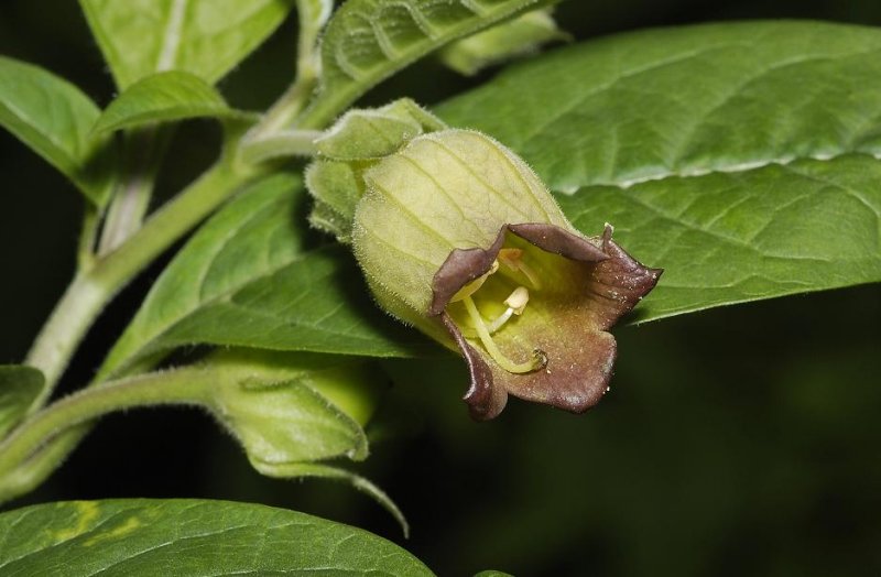 Atropa belladonna. Flower Close-up.