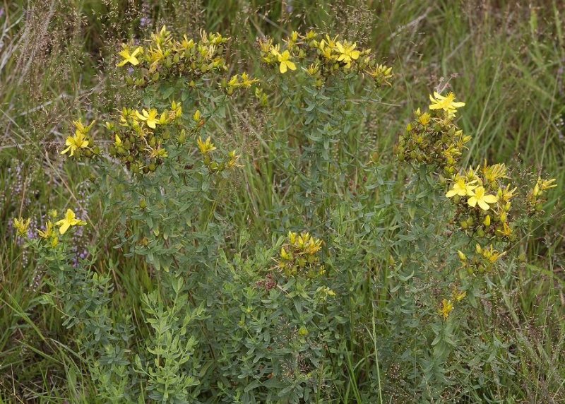 Hypericum perforatum.