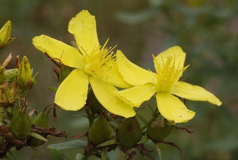 Hypericum perforatum. Close-up.