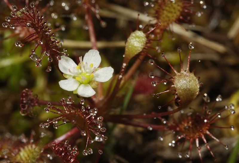 Drosera intermedia. Flower.