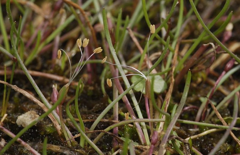 Littorella uniflora.