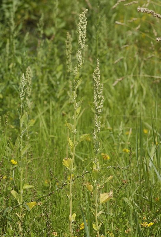 Chenopodium album.