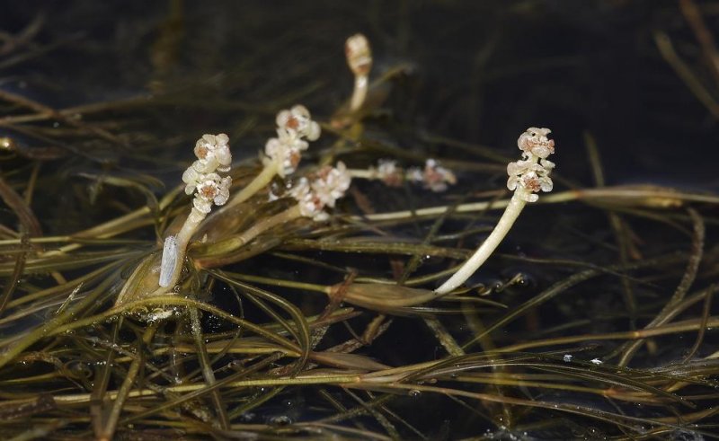 Potamogeton spec. Flowers.