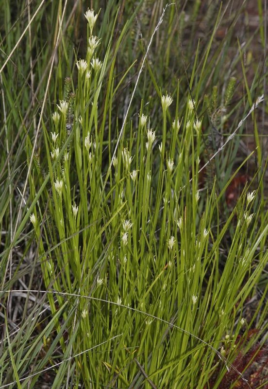 Rhynchospora alba.