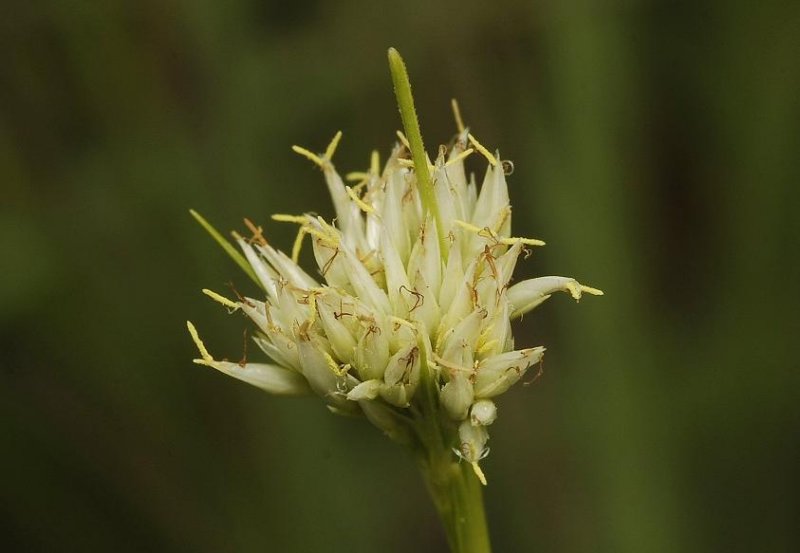 Rhynchospora alba. Close-up.