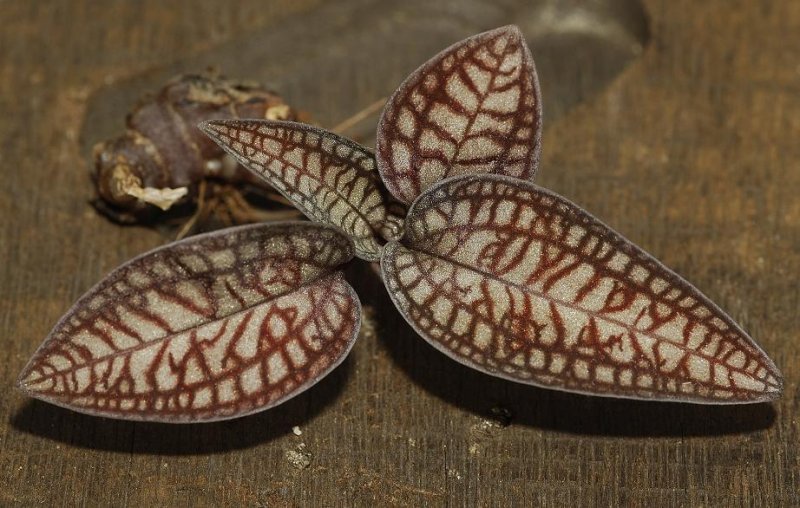 Cheirostylis spec. foliage.