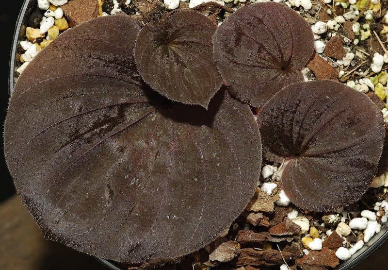 Nervillia plicata foliage.