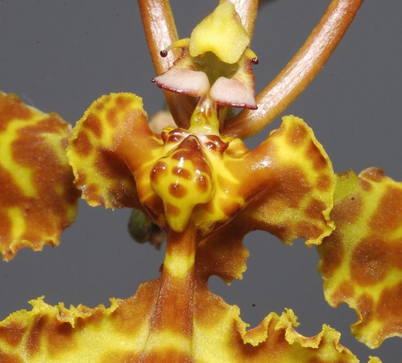 Psychopsis krameriana. Detail.