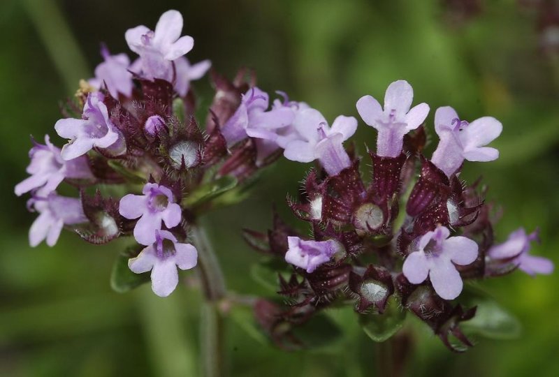 Thymus pulegioides Close-up of the dune form