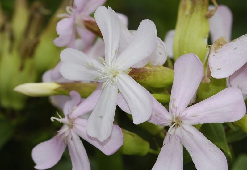 Saponaria officinalis. Close-up.