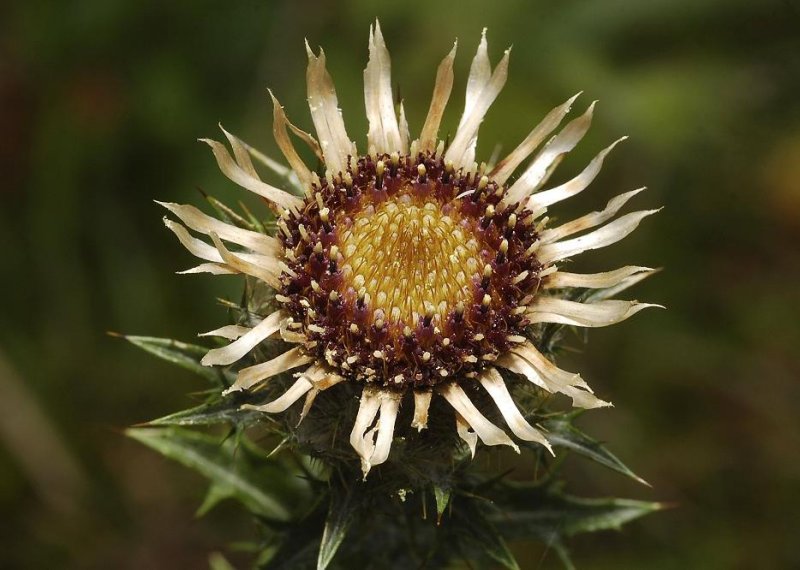 Carlina vulgaris. Close-up.