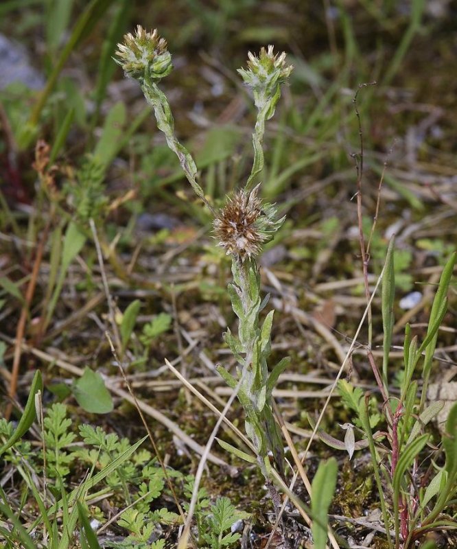 Filago vulgaris.