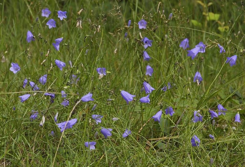 Campanula rotundifolia.
